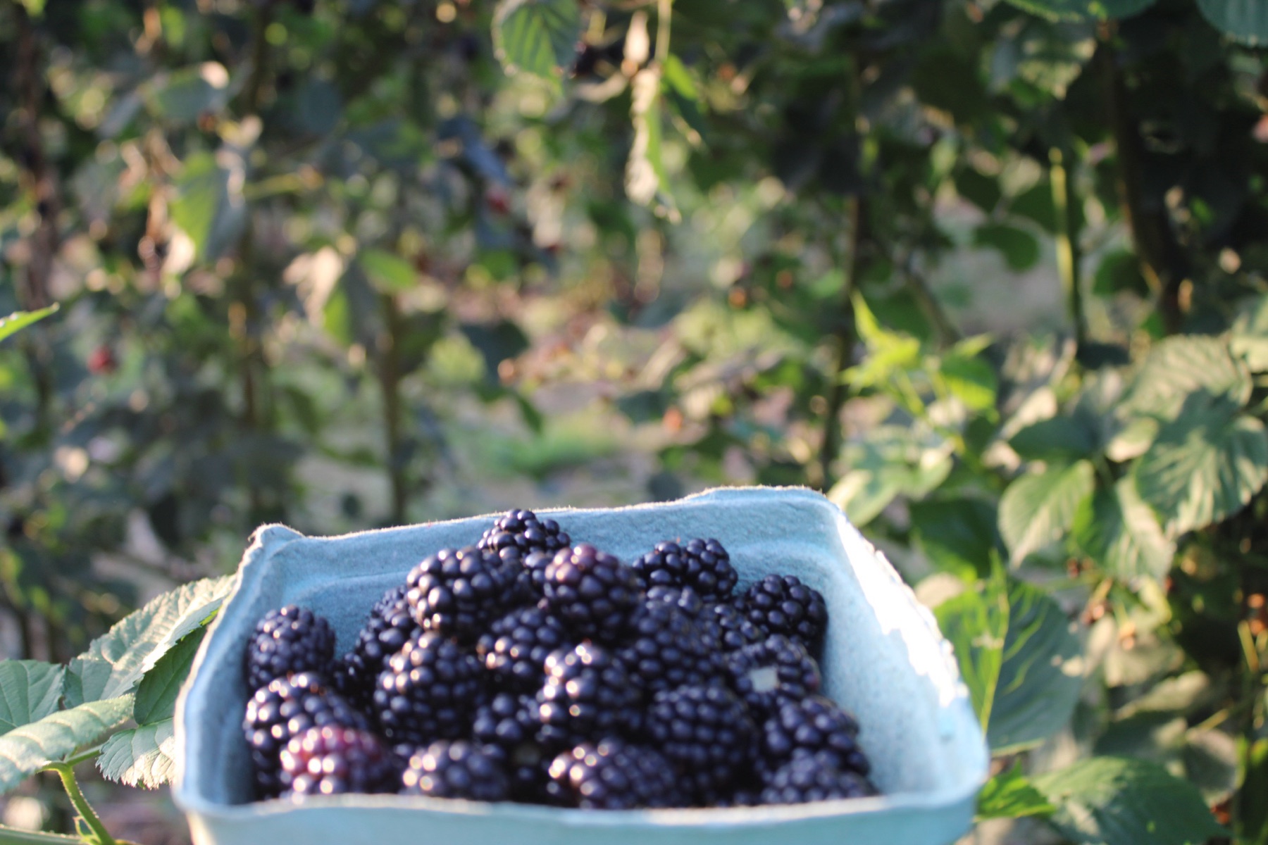 A carton of blackberries among the brambles