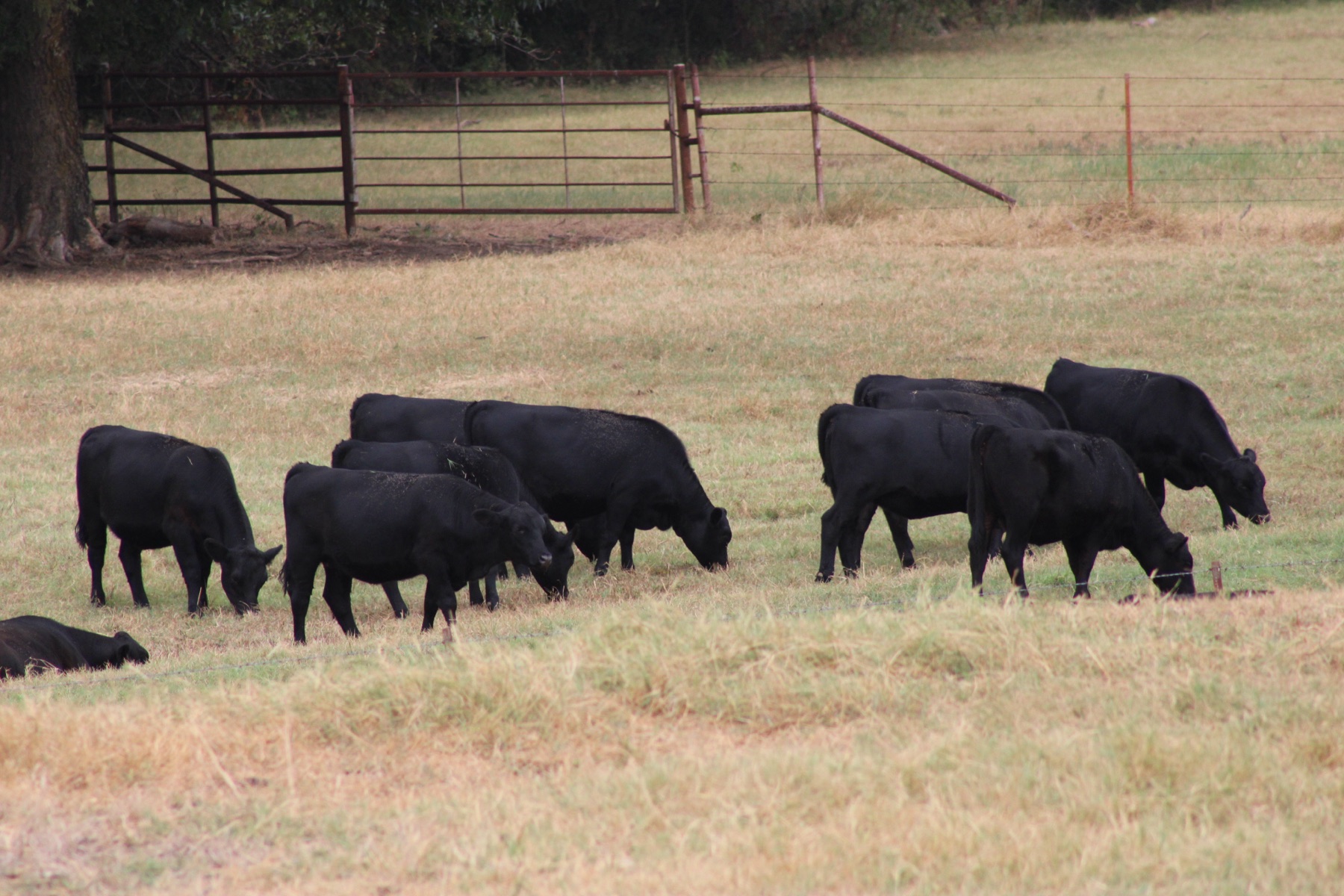Cattle herd grazing a pasture