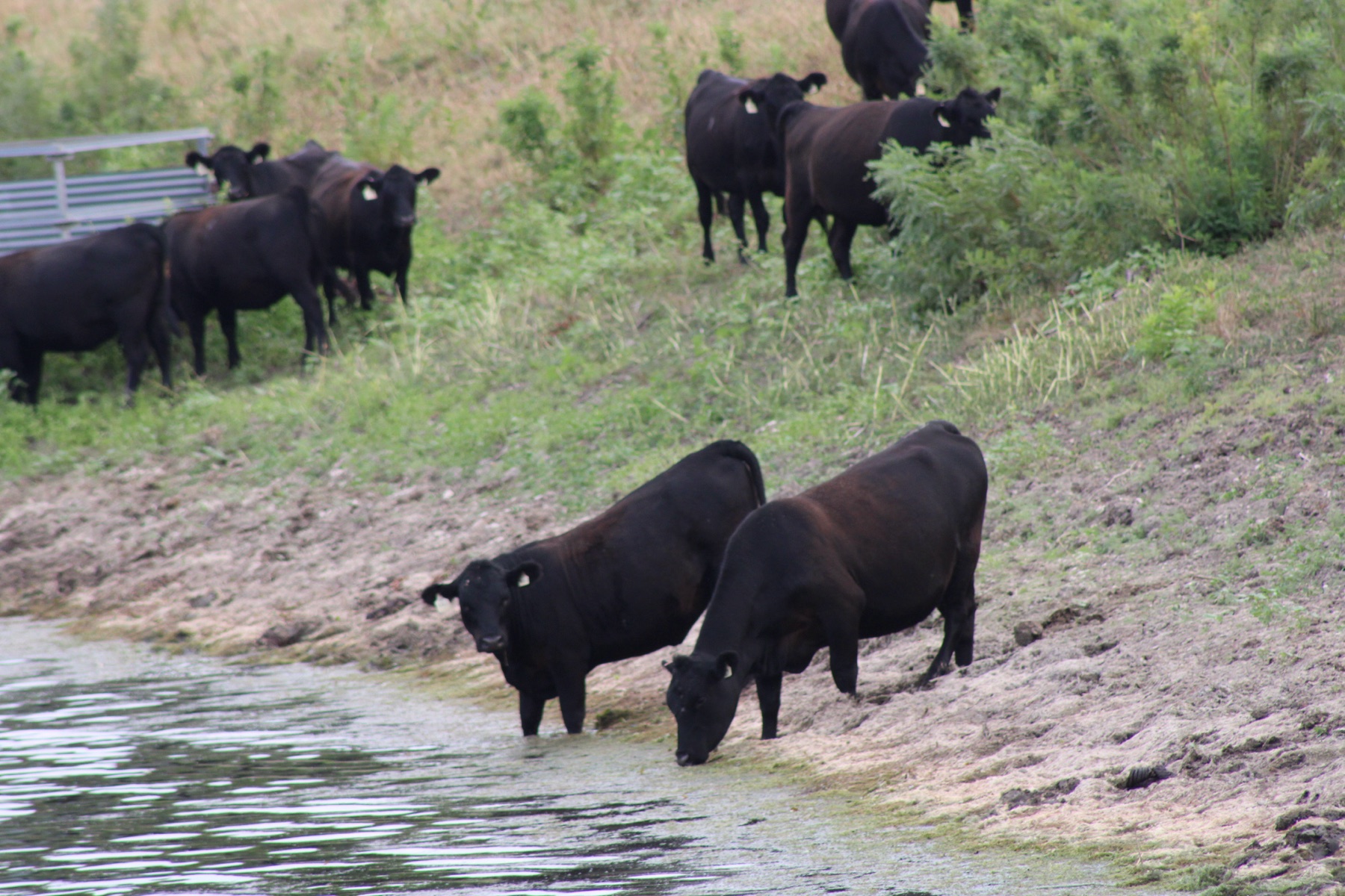 Cattle drinking at a pond's edge