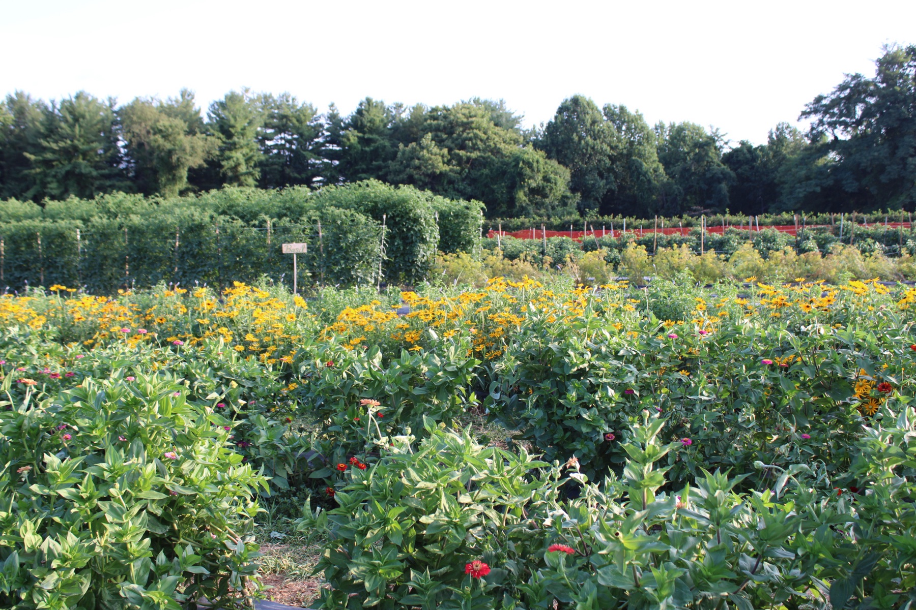 Cultivated working farmland in bloom