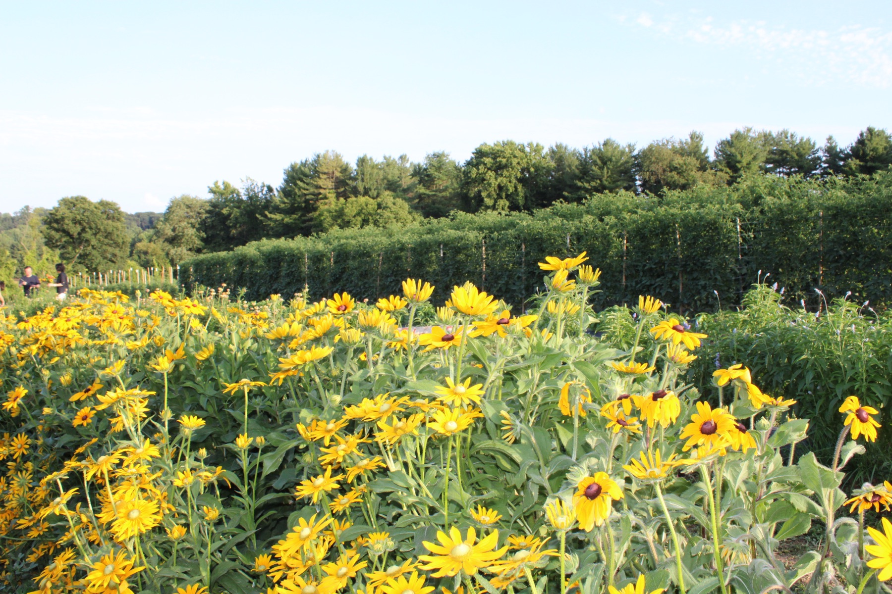 Field of black-eyed Susans under open sky