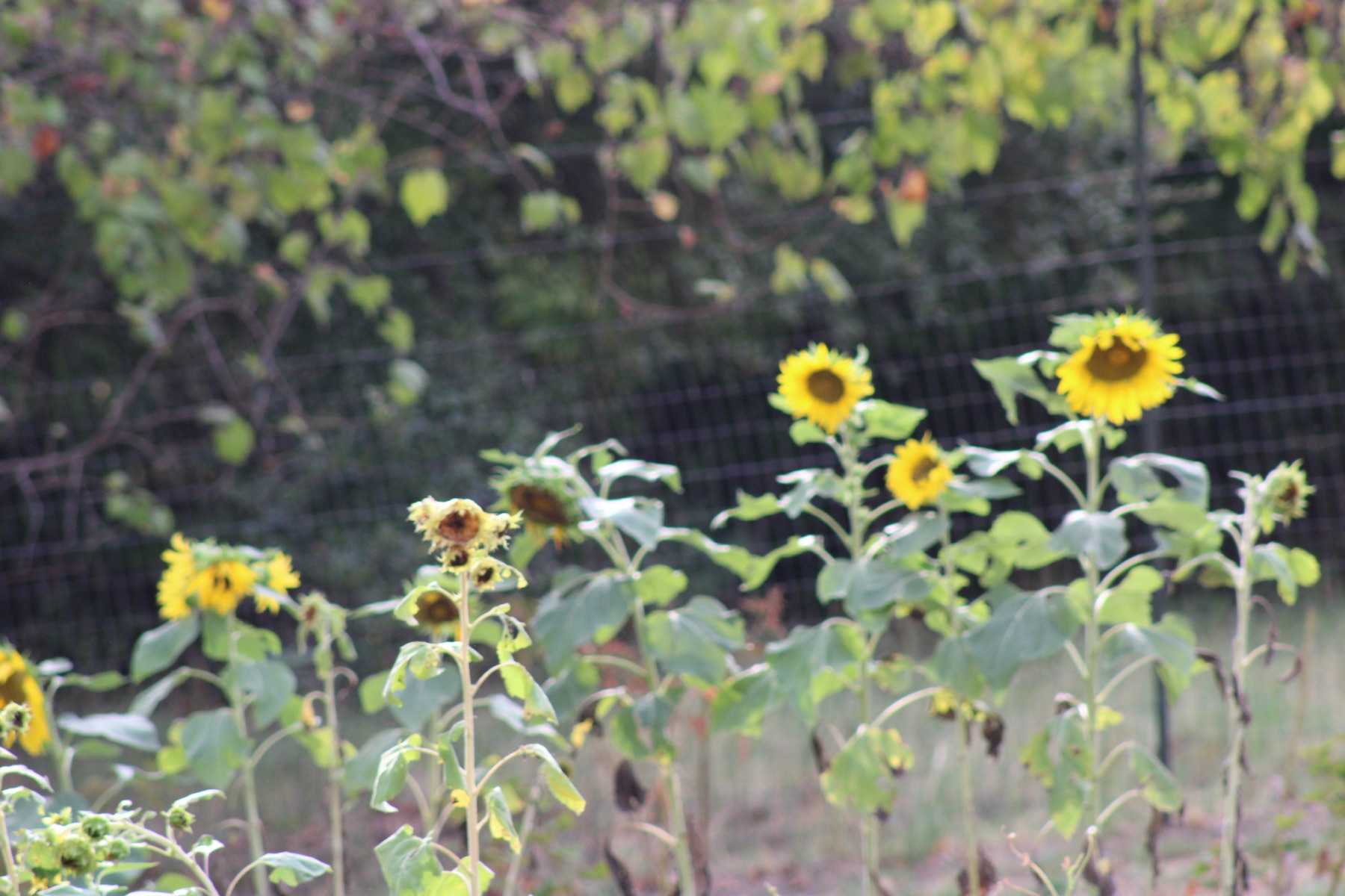 Sunflowers growing along a field fence